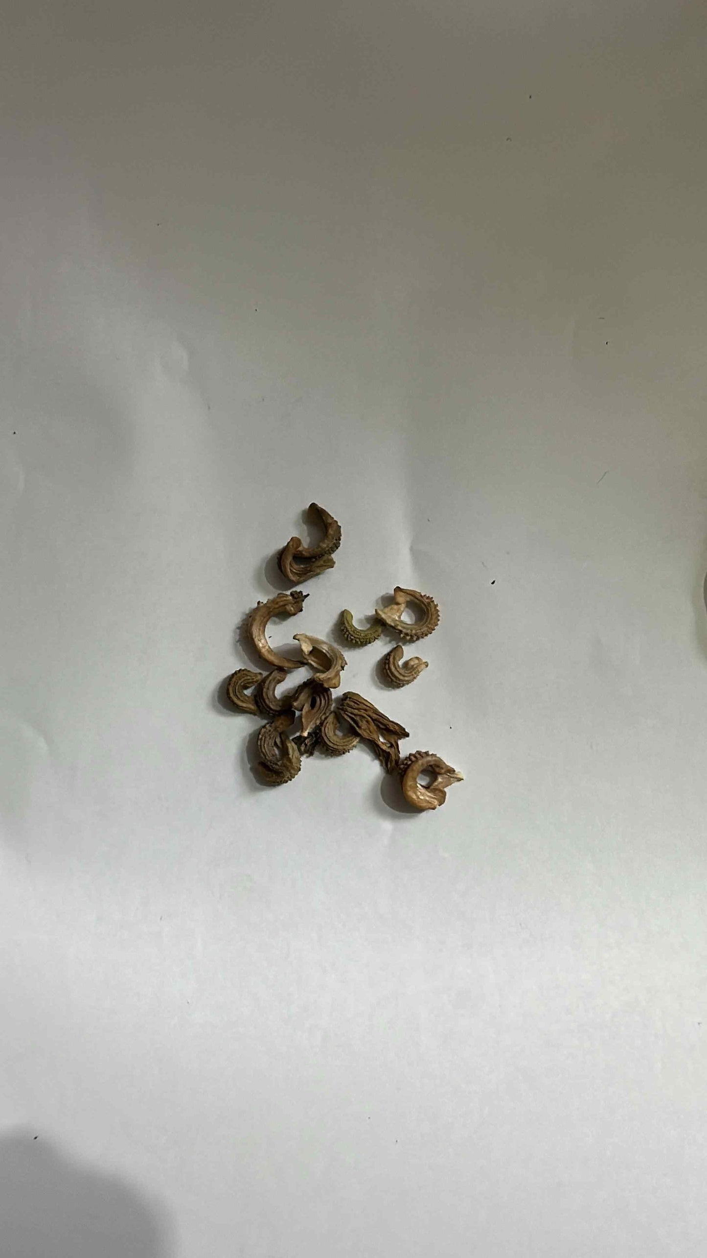 Red Banana Seeds (Pack of 1)