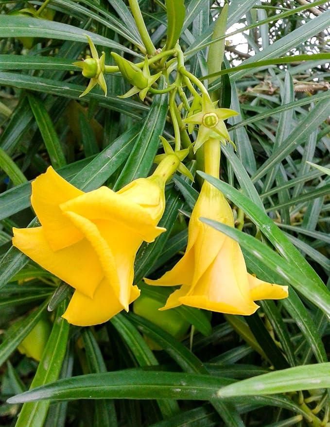 Kaner/Nerium Oleander Yellow Flower Plant