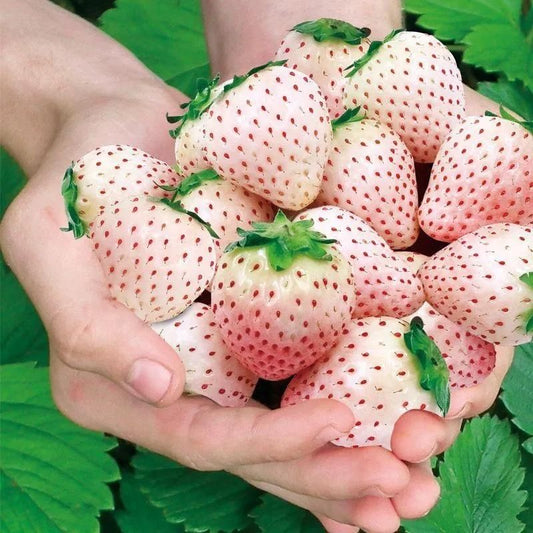 Rare Milk Strawberry Seeds ( Pack of 20) + Plant Growth Serum Free