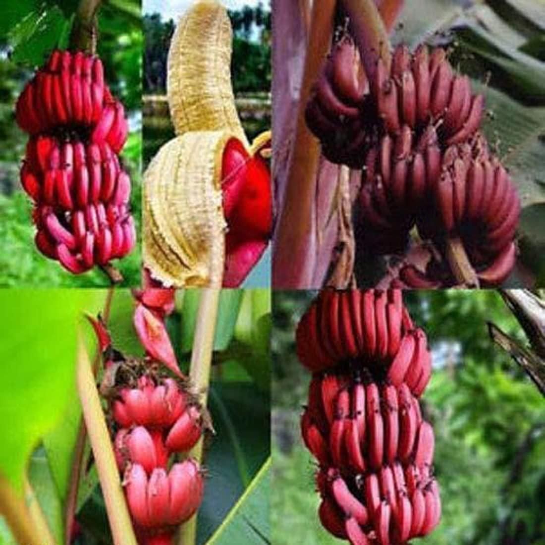 Red Banana Seeds (Pack of 1)