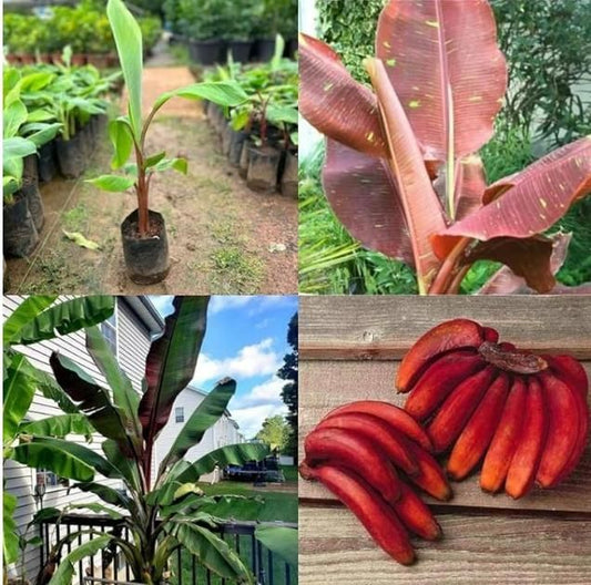 Red Banana Seeds (Pack of 1)